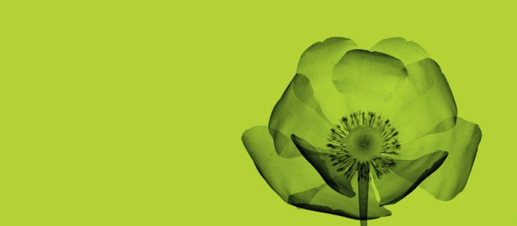 X-ray inspection visualization of a flower